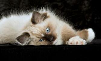 Ragdoll Cats Wallpaper Cat HD