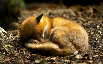 Wallpaper Animal