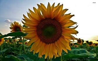 Sunflower Wallpaper