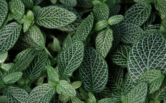 Green Plant Aesthetic Wallpaper On