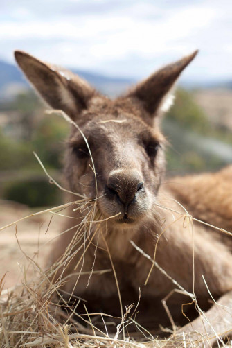 Bonorong Wildlife Sanctuary Five Interesting Facts About