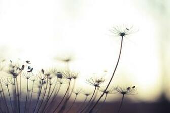Dandelion Archives Album Art For Musicians
