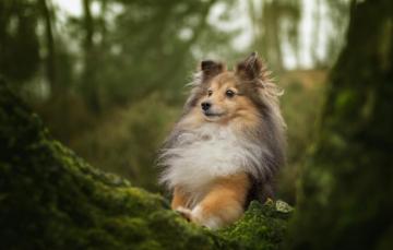 Wallpaper Tree Moss Portrait Dog Sheltie Shetland Sheepdog