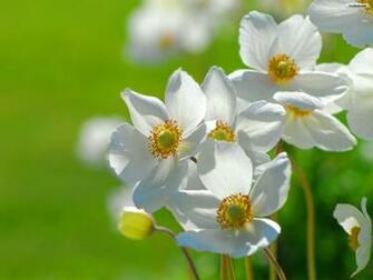 Youwall White Flowers Wallpaper