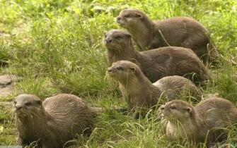 Cute Otters Wallpaper Open Walls