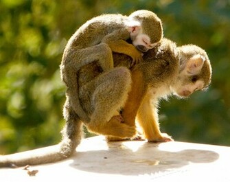 Monkey Indian Funny Spiderman HD Image