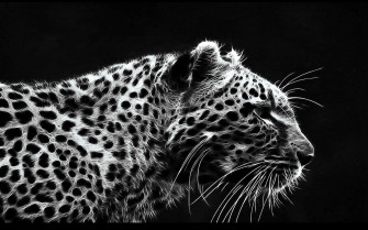 Black Leopard Wallpaper