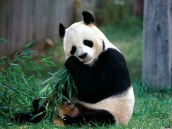 Wallpaper Giant Panda Eat Bamboo