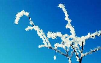 Winter Frosted Tree Wallpaper HD