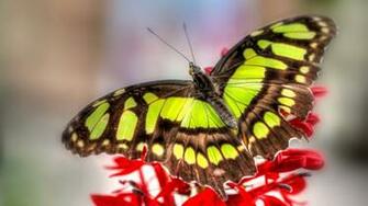 Colorful Butterfly HD Wallpaper Real Artistic