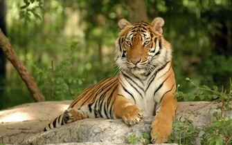Cool Tiger On A Rock Wallpaper55 Best Wallpaper For Pcs
