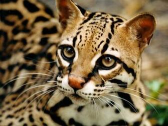 Wild Cats Wallpaper High Definition Widescreen
