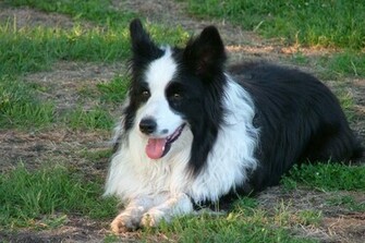 Dog Breeds B Border Collie