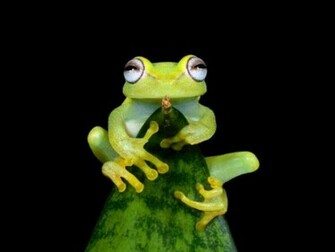 Cute Frog Wallpaper