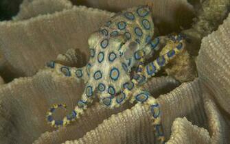 Blue Ringed Octopus Wallpaper Animal