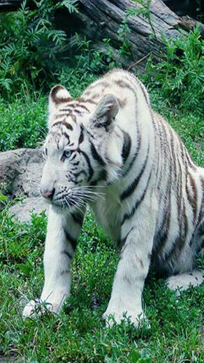 White Tiger Animal iPhone Wallpaper S 3g