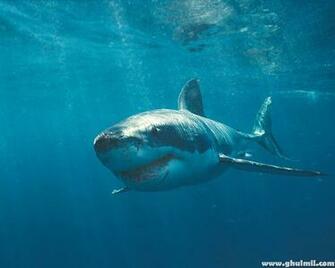 Angry Shark HD Wallpaper For Computers