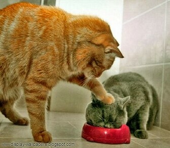 Really Very Funny Stupid Pictures Start Wallpaper