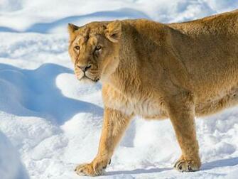 Cat High Definition Lion Background Image Cute Animals