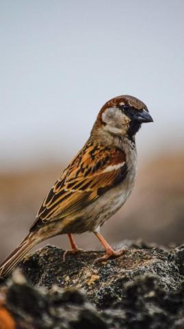 Birds Wallpaper