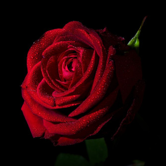 Cute Rose Wallpaper