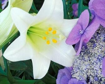Pictures Easter Lilies Wallpaper Car