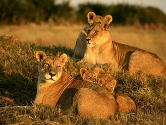 Lions Wallpaper Wild Lion Animal Gallery