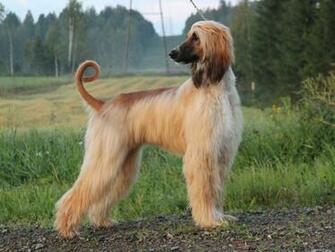 Afghan Hound Wallpaper X Net