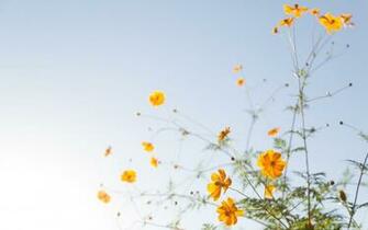 Yellow Flower Desktop Wallpaper Top