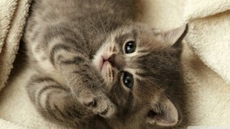 Adorable Kitty Cat Wallpaper