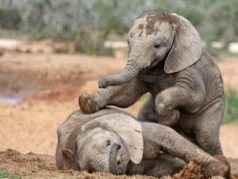 Animals Baby Elephants High Quality Background Pictures
