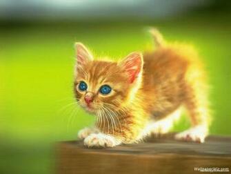 Wallpaper For Cute Kitten Desktop