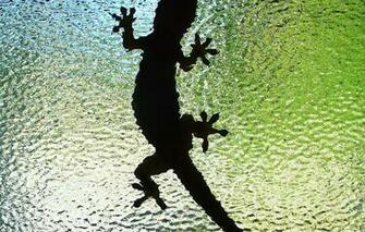 Wallpaper Lizard Glass Silhouette Animals