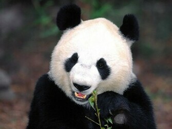 Cute Panda Wallpaper
