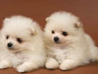 Cute Puppies HD Wallpaper