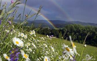 Nature Wallpaper Windows Themes Landscape