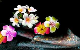 Plumeria Background