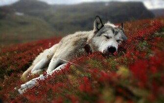 Baby Wolf Wallpaper