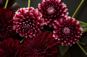 Dahlias Flowers Wallpaper HD