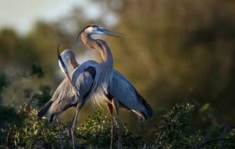 Wallpaper Birds Nature Great Blue Heron Image For Desktop