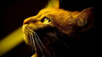 Brown Cat With Yellow Eyes HDq Wallpaper