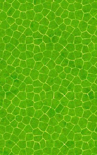 Crocodile Skin Pattern Mobile Wallpaper