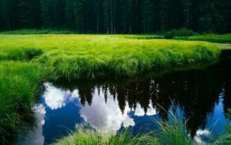 Grass And Reflections Desktop Pc Mac Wallpaper