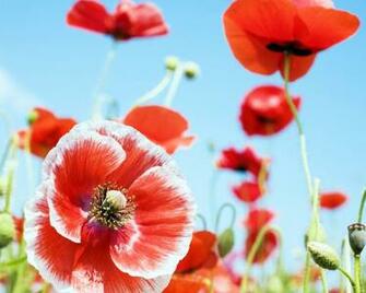 Red Poppy Wallpaper HD Base