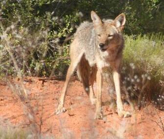 Coyote Wallpaper