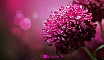 Background For Windows Purple Flower HD Wallpaper