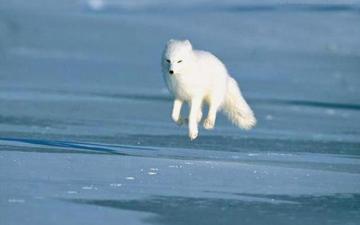 Beautiful Wallpaper For Desktop Arctic Fox HD