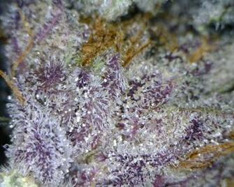 Pics Photos Purple Kush Wallpaper