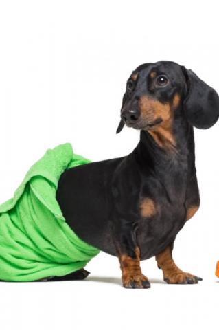 Lovely Dog Dachshund Black And Tan Wrapped In A Green Towel