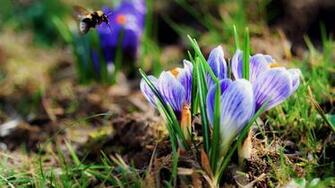 Crocuses Bee Spring Wallpaper Resolution